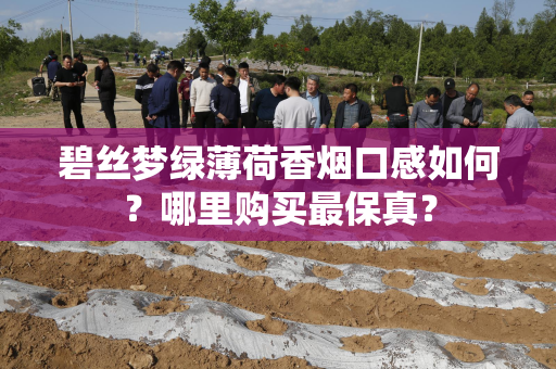 碧丝梦绿薄荷香烟口感如何？哪里购买最保真？